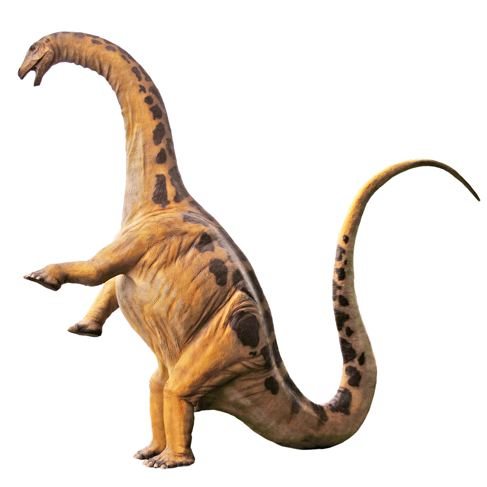 Dinosaurier: Apatosaurus aufrecht